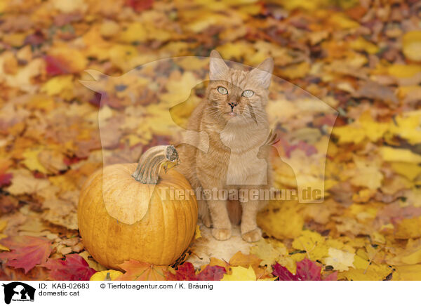 domestic cat / KAB-02683