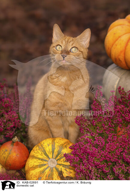 domestic cat / KAB-02691