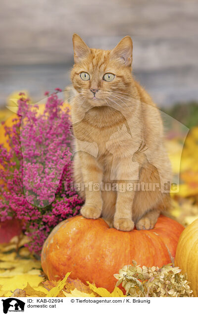 Hauskatze / domestic cat / KAB-02694