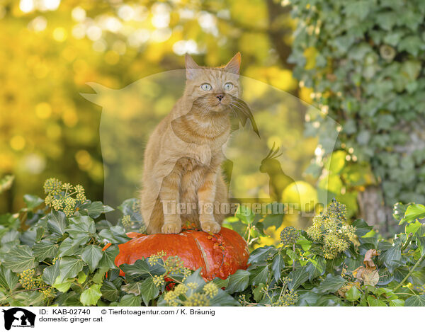 Hauskatze / domestic ginger cat / KAB-02740
