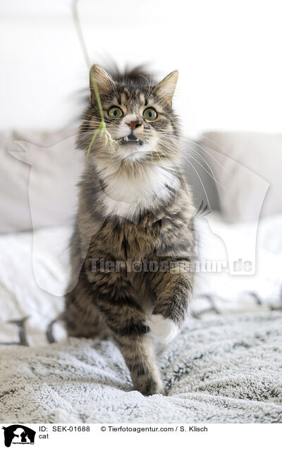 Katze / cat / SEK-01688