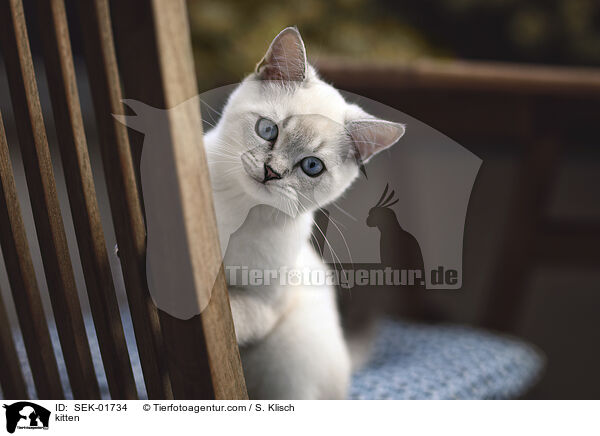 K�tzchen / kitten / SEK-01734