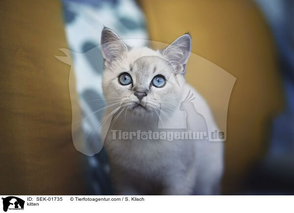 K�tzchen / kitten / SEK-01735