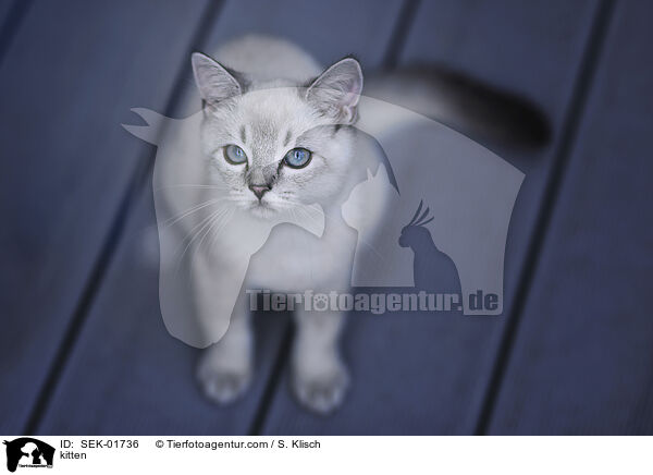 K�tzchen / kitten / SEK-01736
