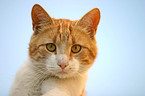 domestic cat Portrait