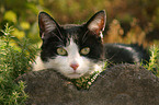 domestic cat in garden