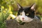 domestic cat portrait