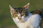 domestic cat portrait