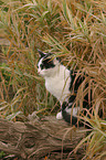 sitting domestic cat