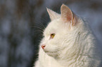 domestic cat portrait