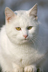 domestic cat portrait