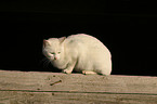 white domestic cat