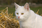 domestic cat portrait