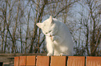 domestic cat is cleaning herself