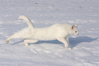 white domestic cat in the snow