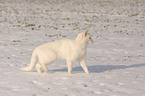 white domestic cat in the snow