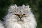 persian cat portrait