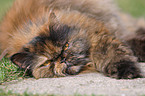 lying persian cat