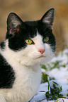 domestic cat portrait