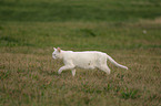 white domestic cat