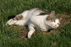 lying domestic cat