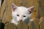 young domestic cat