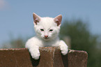 young domestic cat