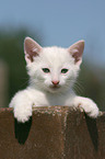 young domestic cat