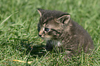 young domestic cat