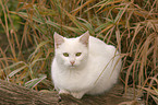 white domestic cat