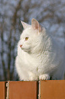 white domestic cat