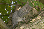 cat on a tree