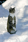 cat in snow