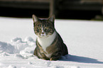 cat in snow