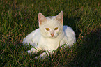 white cat