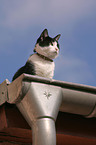 cat on the roof