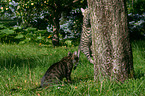 cat on a tree