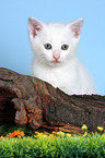 white kitten