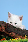 white kitten