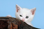 cute white kitten