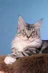 Maine Coon