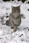 cat in snow