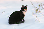 cat in snow