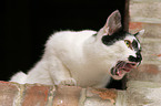 domestic cat on wall