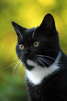 domestic cat portrait