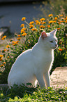 domestic cat in backlight