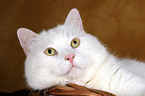 white cat