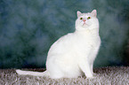 white cat