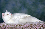 white cat