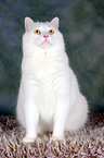 white cat